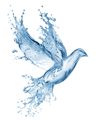 dove made out of water splashes isolated on white